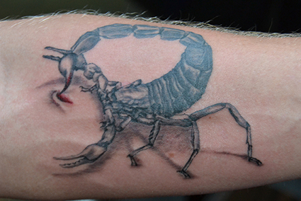 Scorpion mit Stachel in der Haut